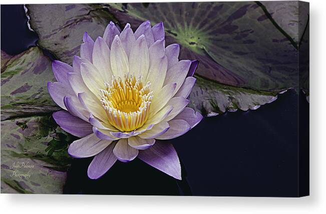 Waterlily Canvas Print featuring the photograph Autumn Aquatic Bloom by Julie Palencia