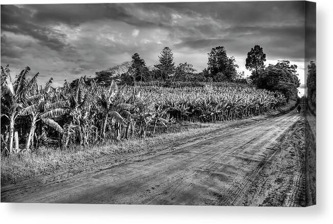 Outdoors Canvas Print featuring the photograph Banana Farm by Wildacad