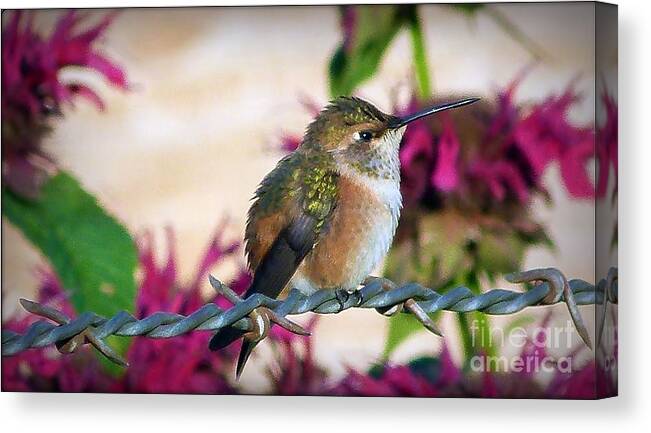 Animals Canvas Print featuring the photograph Barbs And Bills by Julia Hassett