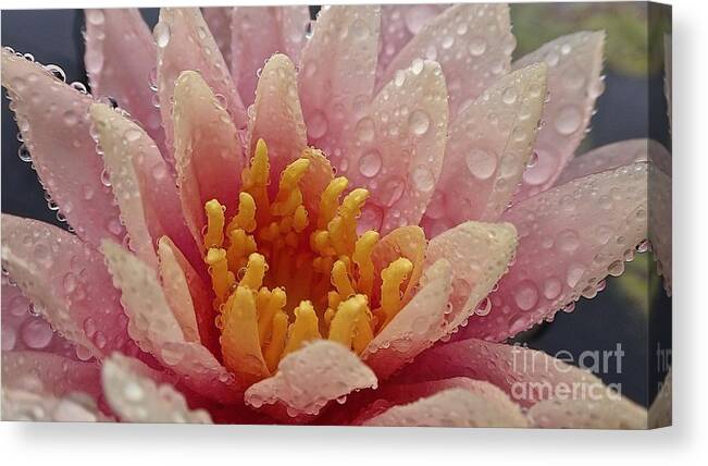 Maui Canvas Print featuring the photograph Beads Of Rain Water Lily by Cheryl Cutler