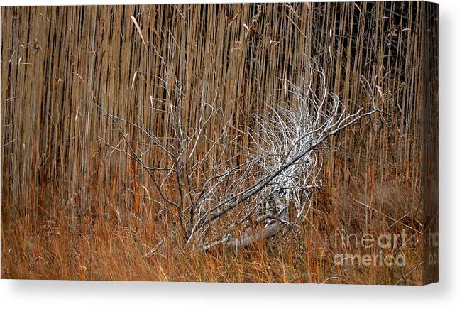 Nature Canvas Print featuring the photograph Beauty In The Rough by Marcia Lee Jones