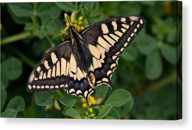 Butterfly Canvas Print featuring the photograph Black and yellow butterfly by Jaroslaw Blaminsky