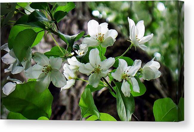 Blossoms Canvas Print featuring the photograph Blossoms by Joy Nichols