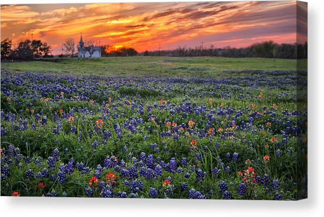 Bluebonnet Canvas Print featuring the photograph Bluebonnet Sunset by Chris Multop