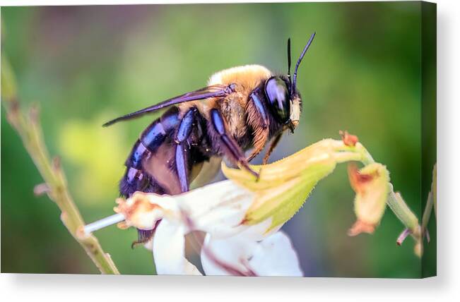 Animal Canvas Print featuring the photograph Bombini Bombus by Rob Sellers