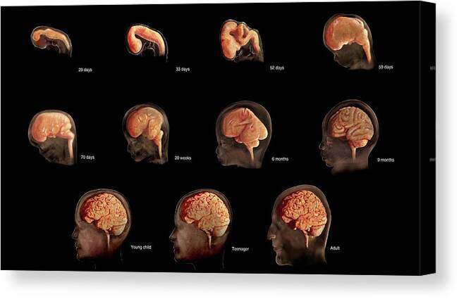 3d Visualization Canvas Print featuring the photograph Brain Development, Embryo To Adult by Anatomical Travelogue