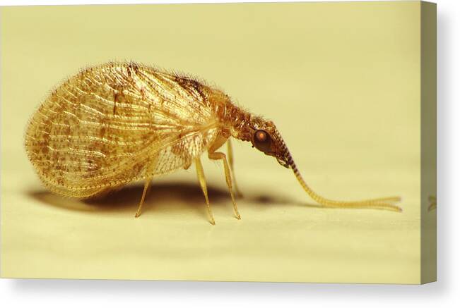 Brown Lacewing Fly Canvas Print featuring the photograph Brown Lacewing Fly by Walter Klockers