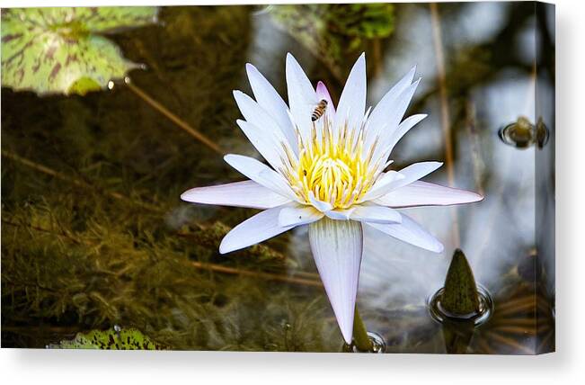 Water Lily Canvas Print featuring the photograph Busy Bee by Dave Files