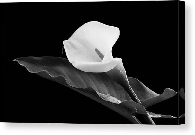 Calla Lili Canvas Print featuring the photograph Calla lily flower by Michalakis Ppalis