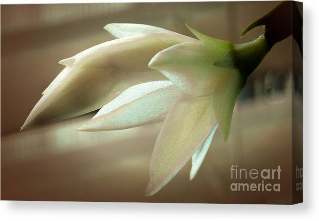 Art Prints Canvas Print featuring the photograph Christmas Bloom by Dave Bosse