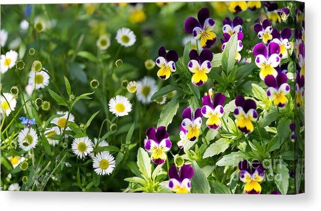 Flower Canvas Print featuring the photograph Daisy and Pansy Mix by Matt Malloy