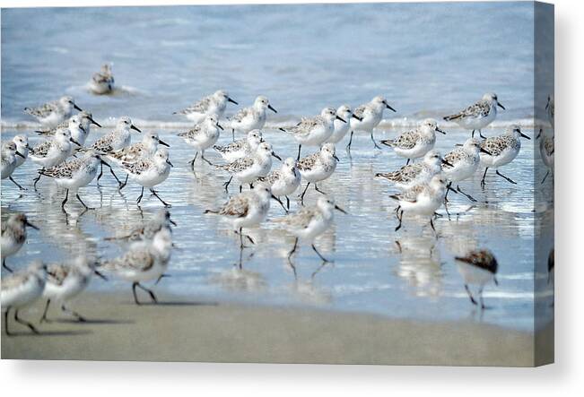 Sandpipers Canvas Print featuring the photograph Dance Of The Sandpipers by Fraida Gutovich