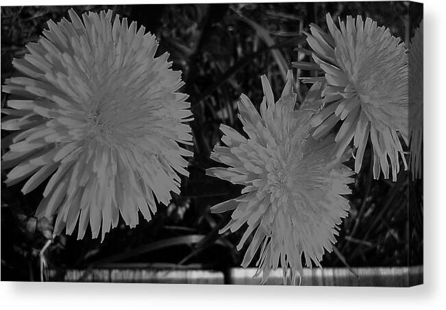 Dandelion Canvas Print featuring the photograph Dandelion Weeds? b/w by Martin Howard