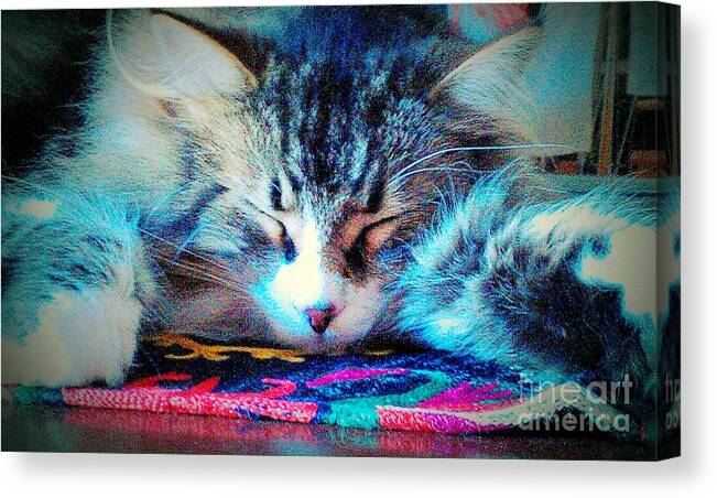 Maine Coon Canvas Print featuring the photograph Dreaming by Jacqueline McReynolds