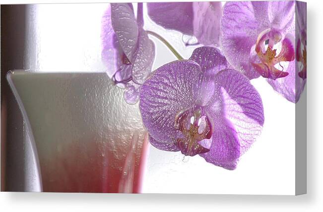 Orchid Canvas Print featuring the photograph Elegance And Refinement by VRL Arts