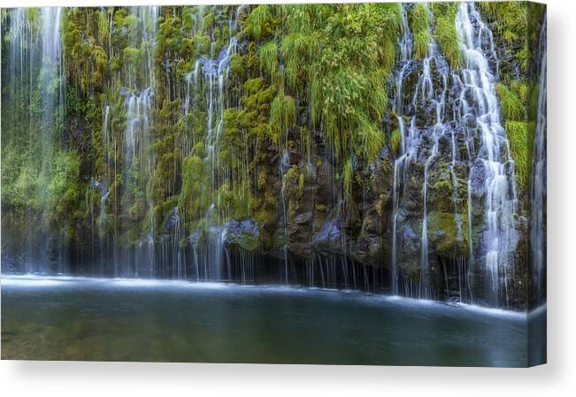 Loree Johnson Canvas Print featuring the photograph Eternal Spring by Loree Johnson