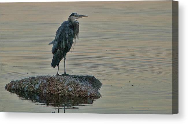 Herron Canvas Print featuring the photograph Evening Hunt by Ron Roberts