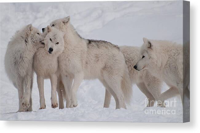 Arctic Wolf Canvas Print featuring the photograph Family Ties by Bianca Nadeau