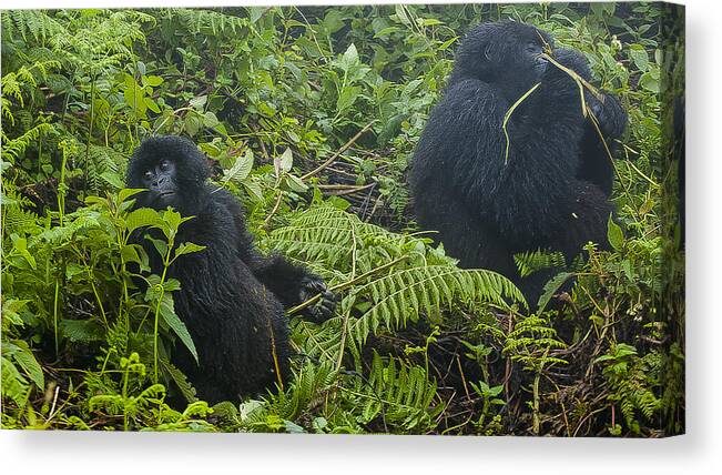 Rwanda Canvas Print featuring the photograph Family Time by Paul Weaver