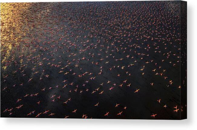 Aerial Canvas Print featuring the photograph Flamingo by Phillip Chang