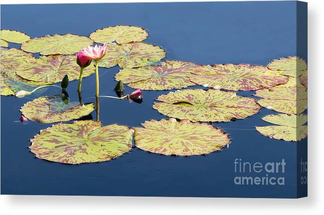 Lotus Canvas Print featuring the photograph Floating On The Breath by Barbara McMahon