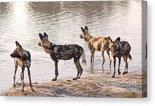 Carnivore Canvas Print featuring the photograph Four alert African Wild Dogs by Liz Leyden
