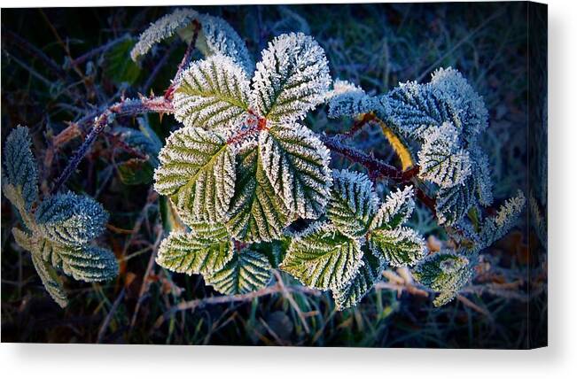 Weather Canvas Print featuring the photograph Frosty Ten Degrees by Julia Hassett