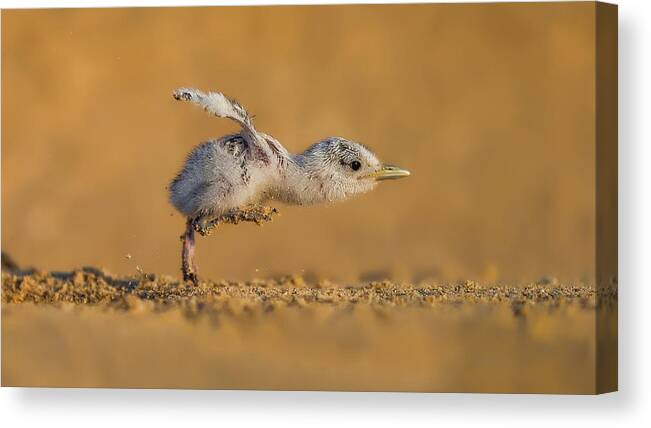 Wild Canvas Print featuring the photograph Full Speed by Faisal Alnomas