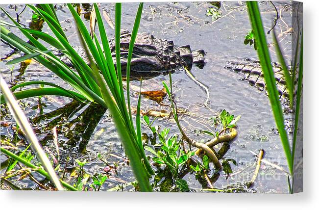 Gator Canvas Print featuring the photograph Gator Baby by D Wallace