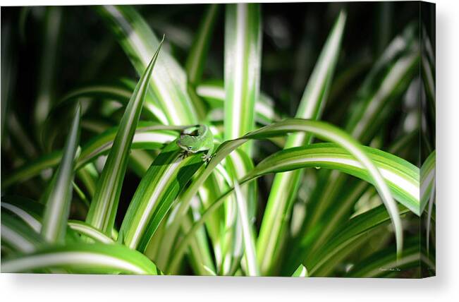 Gecko Canvas Print featuring the photograph Gecko Camouflaged on Spider Plant by Connie Fox