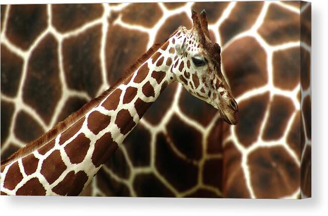 Composing Canvas Print featuring the photograph Giraffe In Front Of Mum by G??nther Gawlik