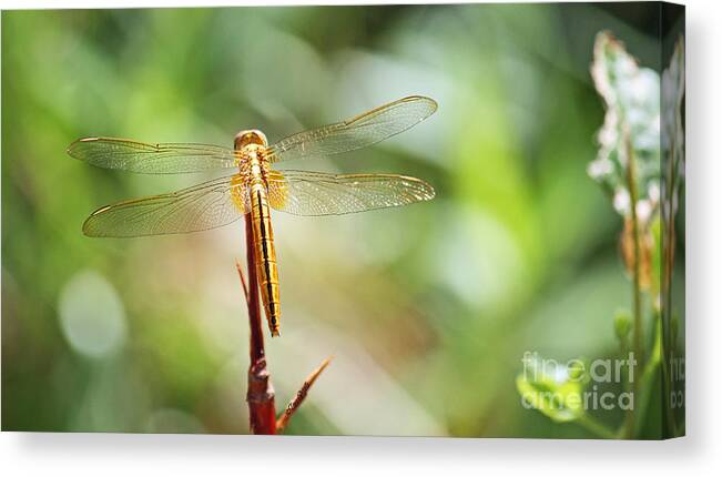 Dragonfly Canvas Print featuring the photograph Golden Dragonfly by Terri Mills