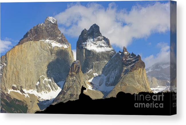 00345708 Canvas Print featuring the photograph Guanaco and Cuernos del Paine #2 by Yva Momatiuk John Eastcott