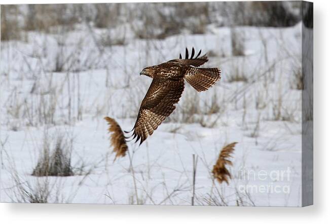 Hawk Canvas Print featuring the photograph Hawk in Flight by Marty Fancy