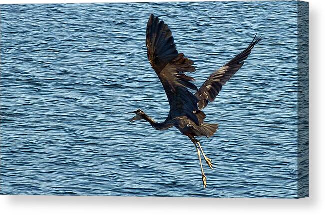 Heron Canvas Print featuring the photograph Heron in Flight by Ron Roberts