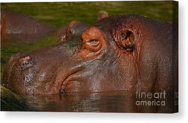 Hippo Canvas Print featuring the photograph Hippopotamus with its head just above water by Nick Biemans