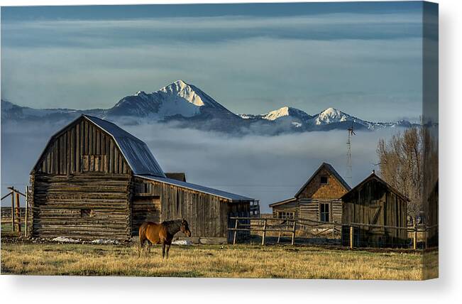 Horse Canvas Print featuring the photograph Horse below the Fog by David Soldano
