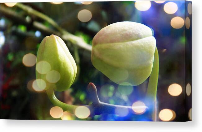 Flashing Canvas Print featuring the photograph King Buds with Flashing Light by Xueyin Chen
