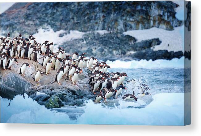 People Canvas Print featuring the photograph Ice Swimmers by David Merron Photography