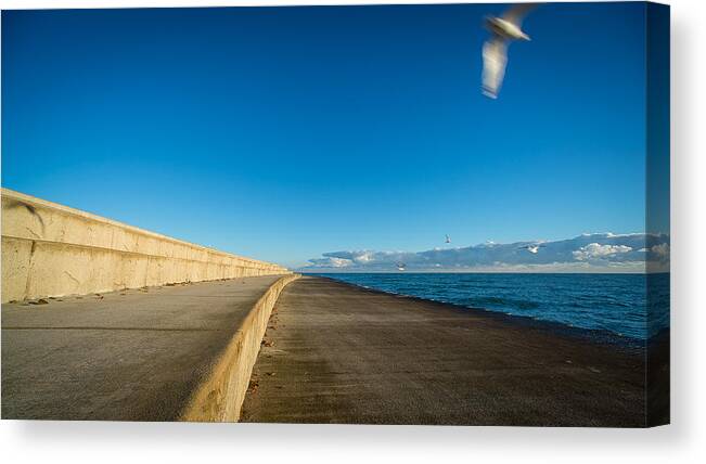 Gull Canvas Print featuring the photograph In Motion by David Downs
