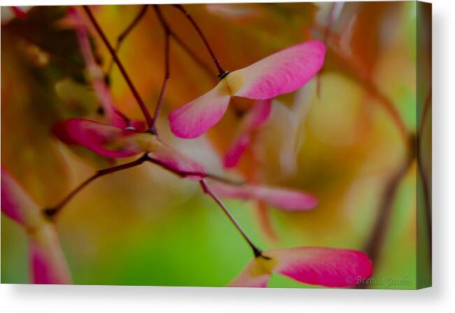 Japanese Maple Canvas Print featuring the photograph Japanese Maple Seedling by Brenda Jacobs