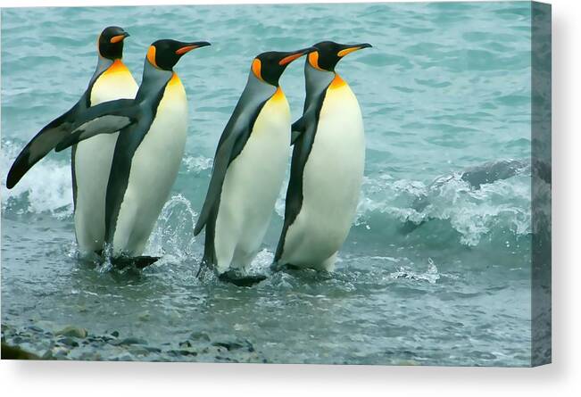 King Penguins Going To Sea Canvas Print featuring the photograph King Penguins Going To Sea by Amanda Stadther