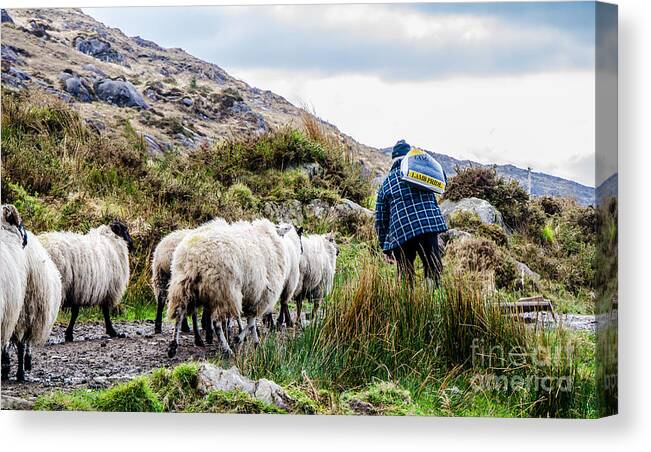 Ireland Canvas Print featuring the photograph Lamb's Pride by Mary Carol Story