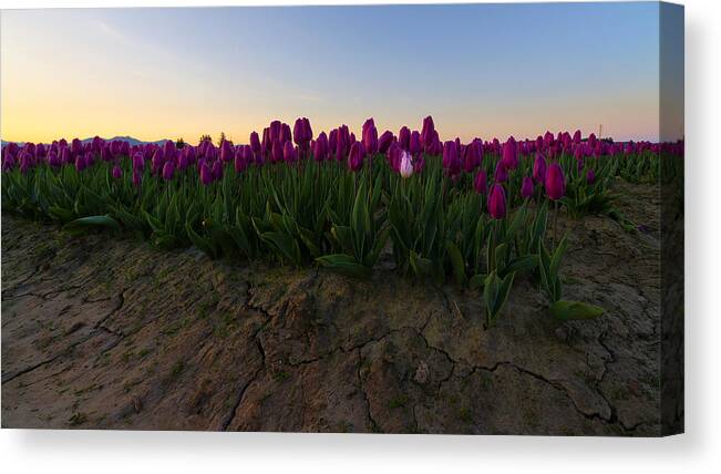 Sunrise Canvas Print featuring the photograph Lavender Tulip Sunrise by Ryan Manuel