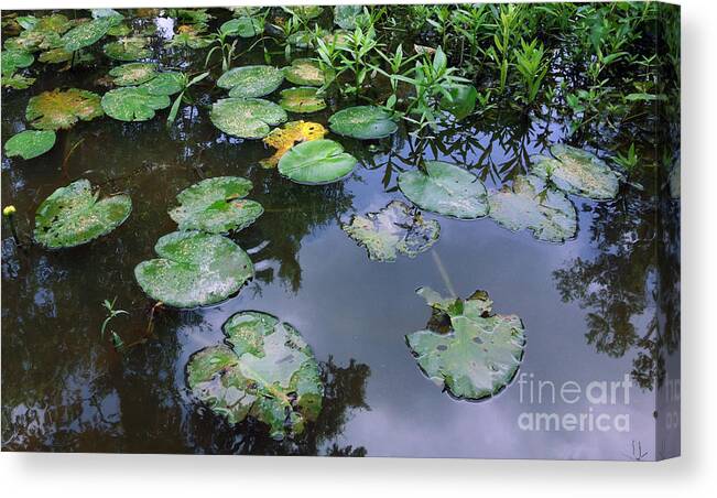 Lilly Canvas Print featuring the painting Lilly Pad Reflections by Allison Ashton