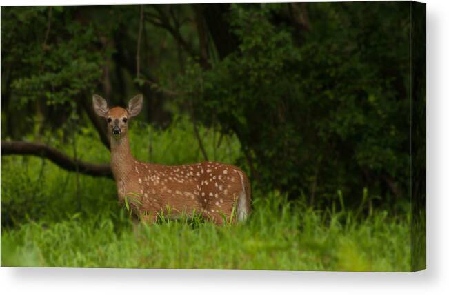 Fawn Canvas Print featuring the photograph Lone fawn by Michael Porchik