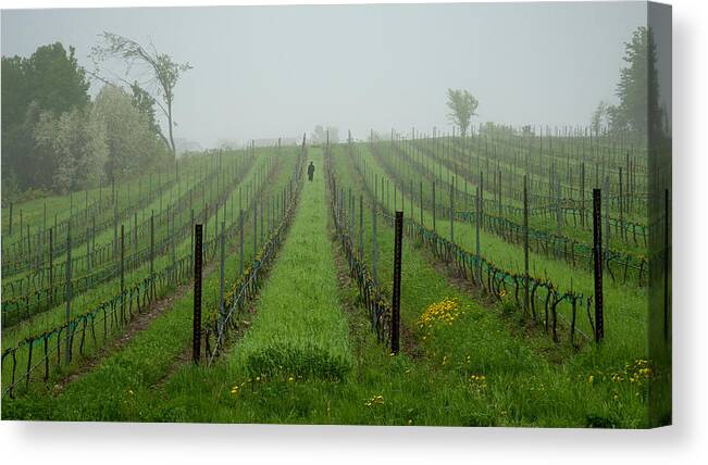 Vine Canvas Print featuring the photograph Lone Figure in Vineyard in the Rain on the Mission Peninsula Michigan by Mary Lee Dereske