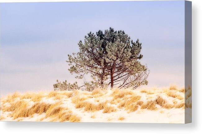 Pine Tree Canvas Print featuring the photograph Lone Pine by Michael Hubley