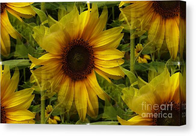 Sunflower Canvas Print featuring the photograph Lost In The Crowd by Martin Howard