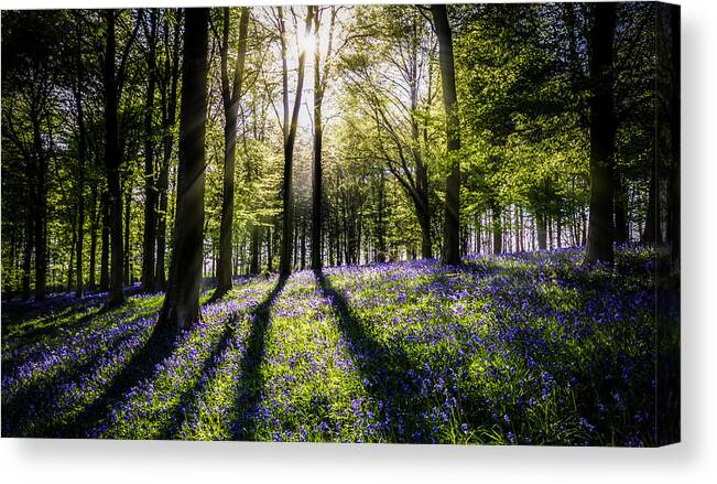 Bluebell Canvas Print featuring the photograph Magic Wood by Ian Hufton